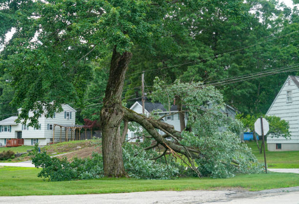 How Our Tree Care Process Works  in Lexington, NC